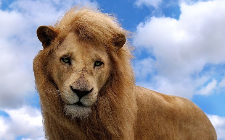 clouds, animals, lions - desktop wallpaper