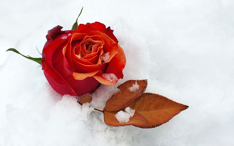nature, winter, snow, flowers, roses - desktop wallpaper