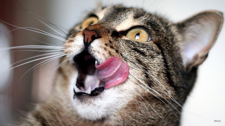 cats, tongue - desktop wallpaper