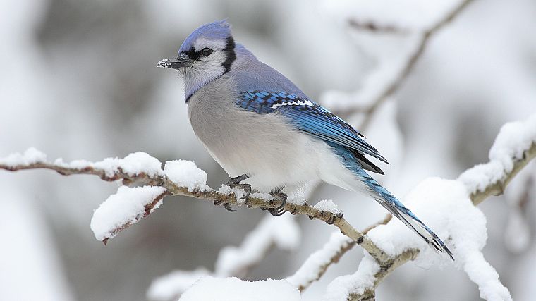 snow, birds, Blue Jay - desktop wallpaper