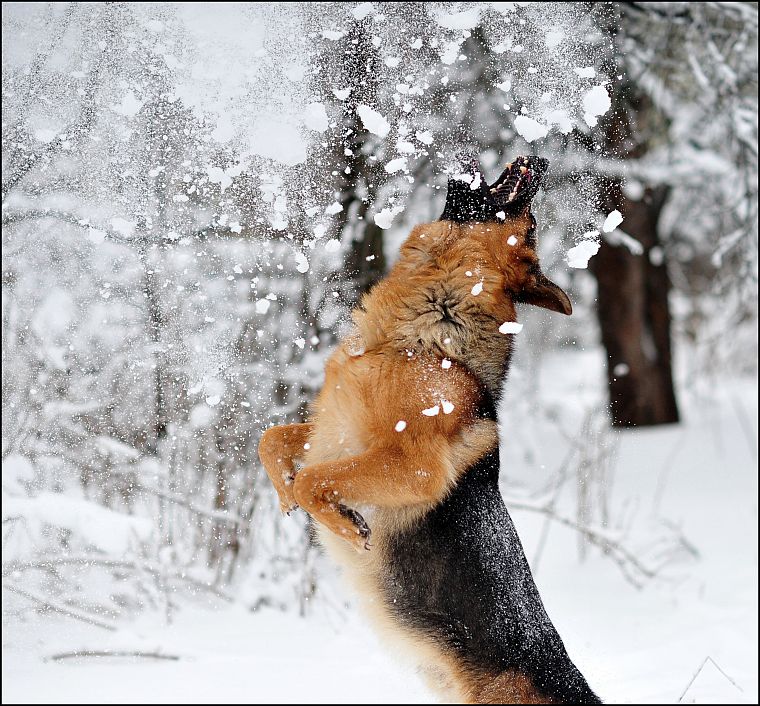 snow, animals, dogs - desktop wallpaper