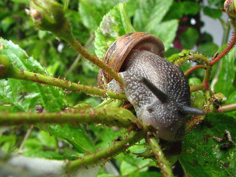 nature, animals, snails, molluscs - desktop wallpaper