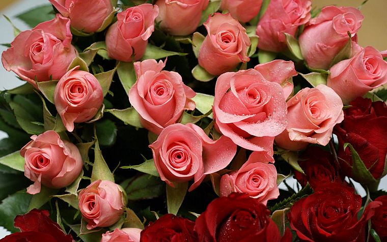 flowers, pink, roses - desktop wallpaper