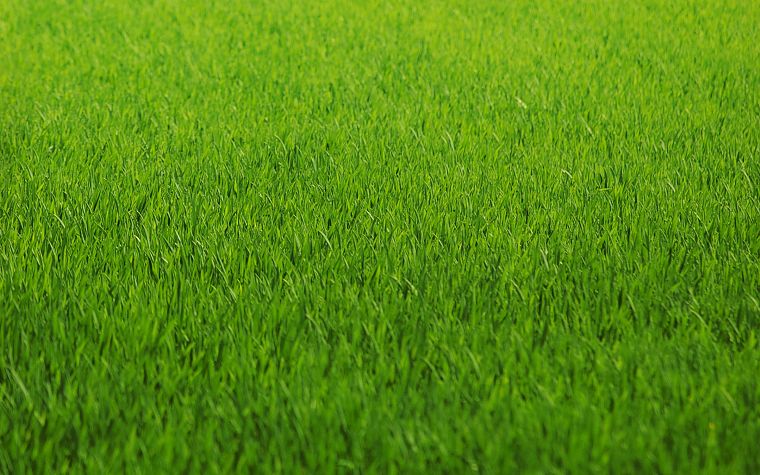green, nature, grass, fields, lawn - desktop wallpaper