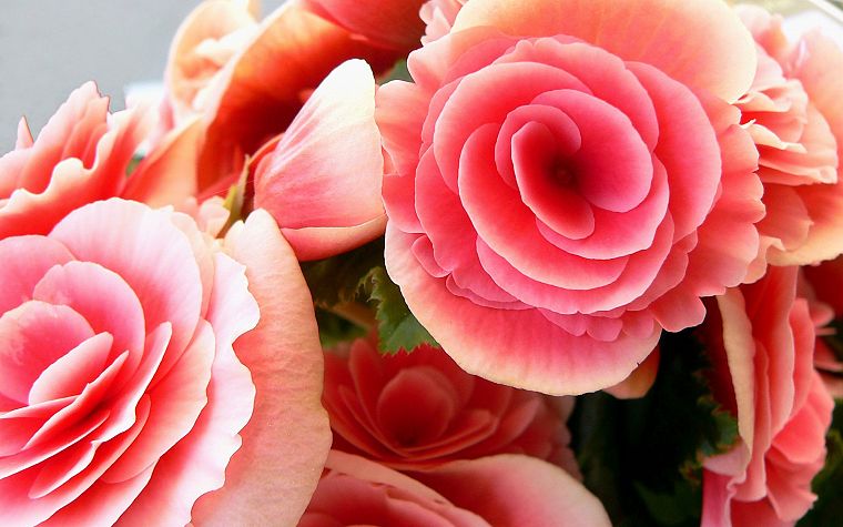 flowers, roses, pink flowers, pink roses - desktop wallpaper