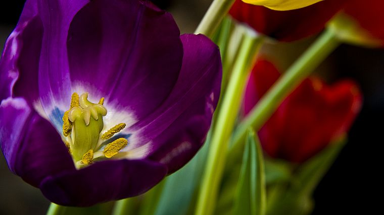flowers, tulips, pollen - desktop wallpaper