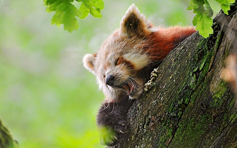 nature, animals, Firefox, red pandas - desktop wallpaper