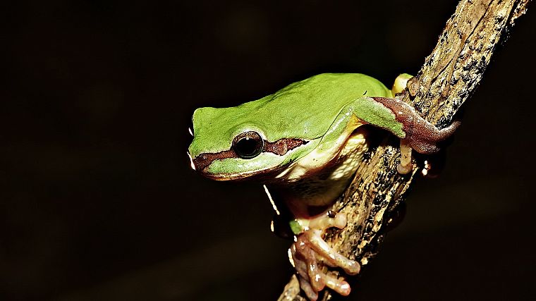 animals, frogs, amphibians - desktop wallpaper