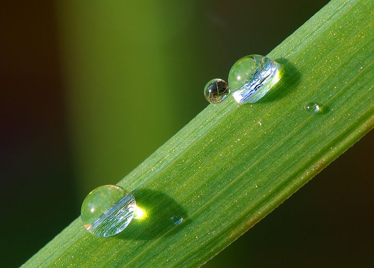 grass, water drops, macro - desktop wallpaper