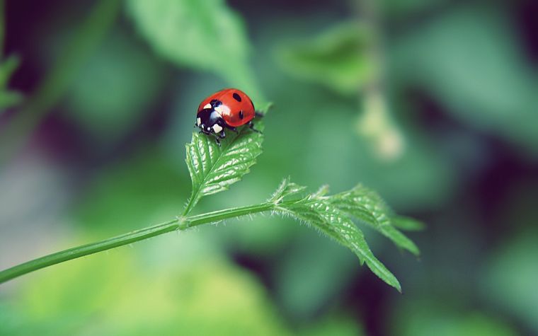 nature, leaf, insects, summer, bugs, ladybirds - desktop wallpaper