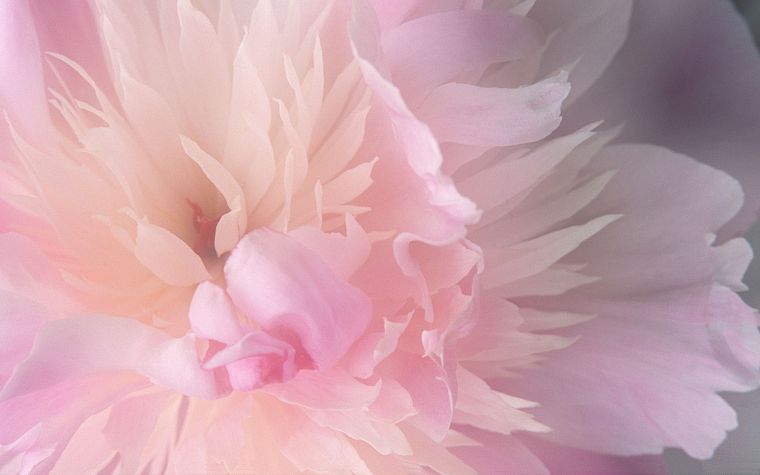 close-up, nature, flowers, flower petals - desktop wallpaper