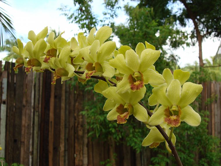 flowers, orchids, yellow flowers - desktop wallpaper