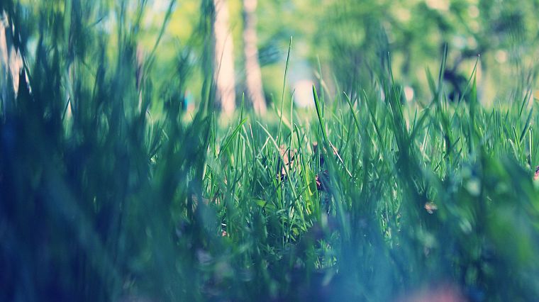 close-up, nature, grass, macro, dew - desktop wallpaper