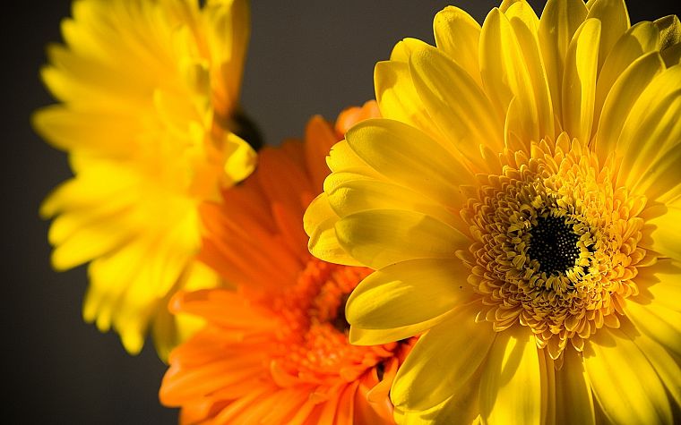 nature, flowers, yellow flowers, chrysanthemums - desktop wallpaper