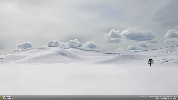 winter, snow, trees, white, cold, lonely, Yellowstone, National Park - desktop wallpaper