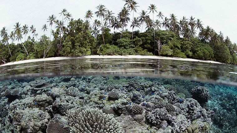 islands, palm trees, coral reef, Solomon Islands, split-view - desktop wallpaper