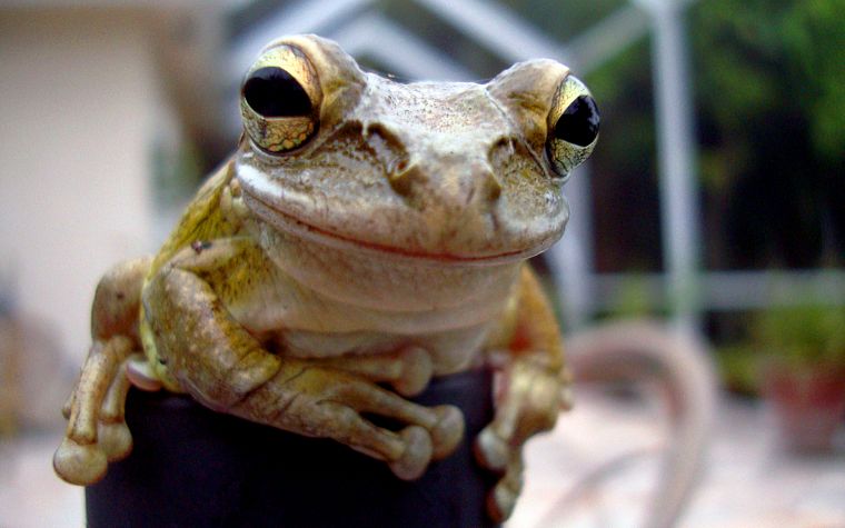 animals, frogs - desktop wallpaper