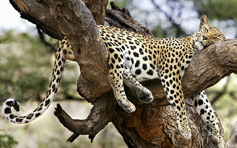 trees, leopards - desktop wallpaper