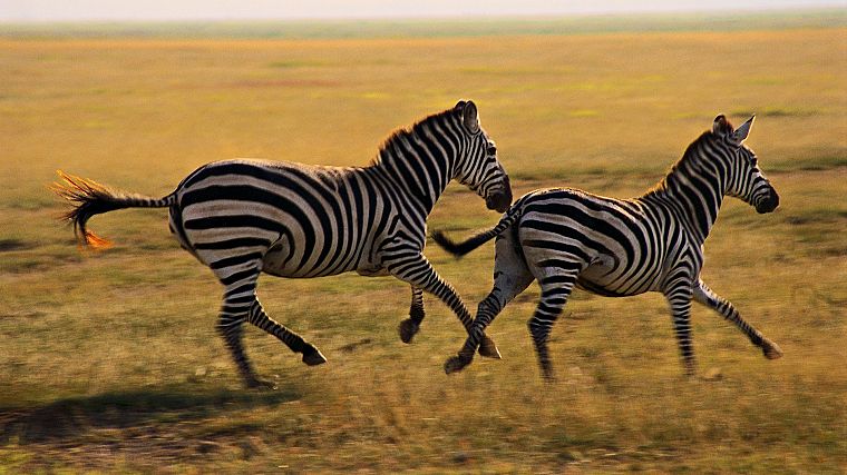 animals, wildlife, zebras - desktop wallpaper
