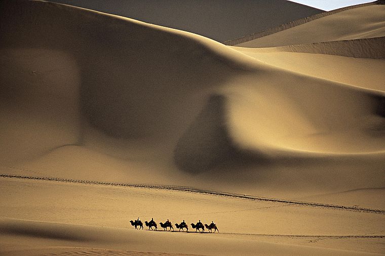 landscapes, deserts, camels - desktop wallpaper