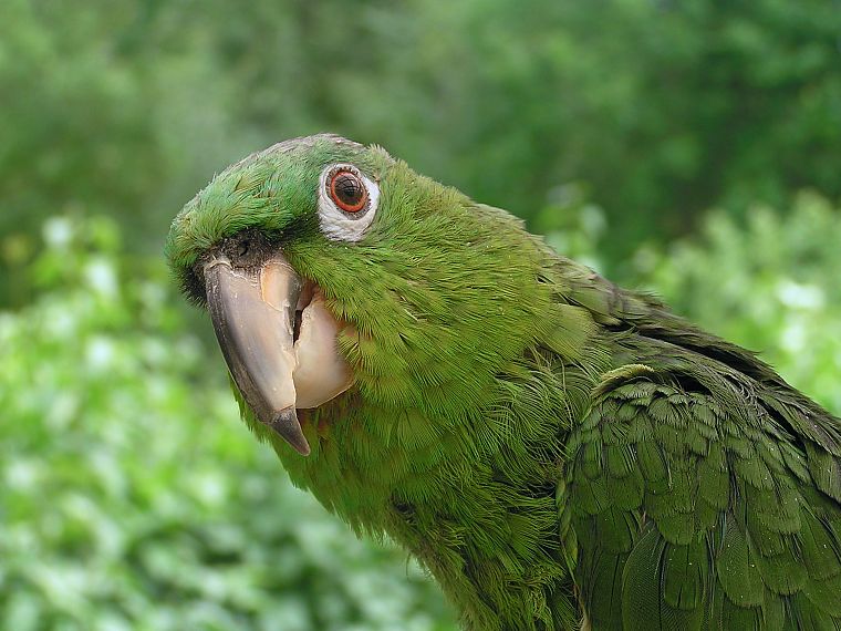 green, birds, parrots - desktop wallpaper