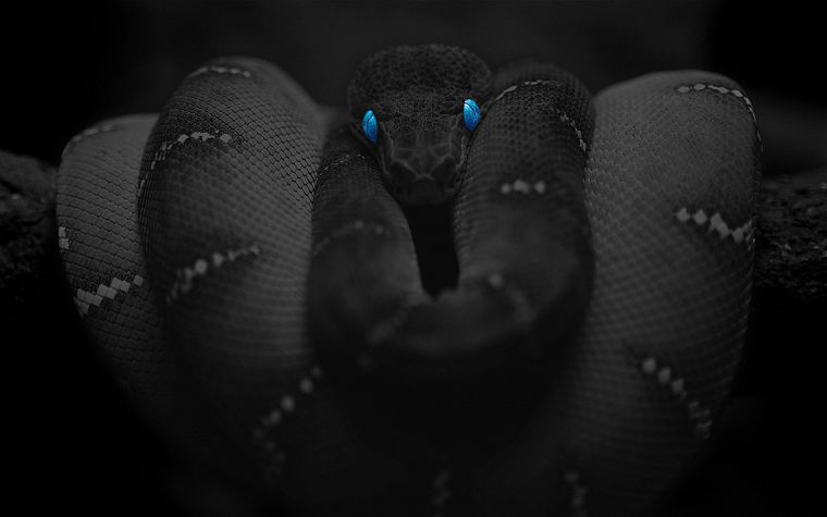 snakes - desktop wallpaper