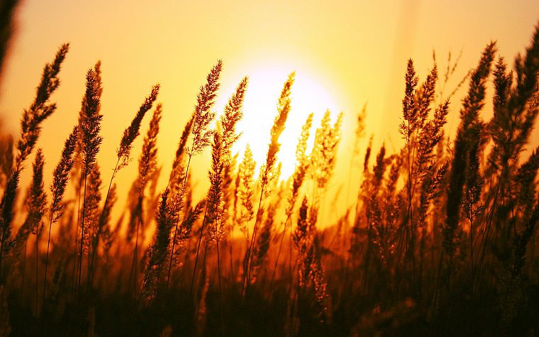 nature, Sun, depth of field - desktop wallpaper
