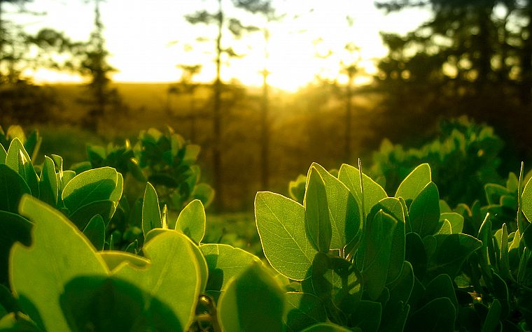 green, nature, leaves, plants, sunlight - desktop wallpaper