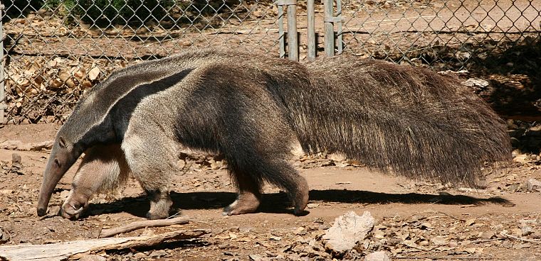 animals, anteater - desktop wallpaper
