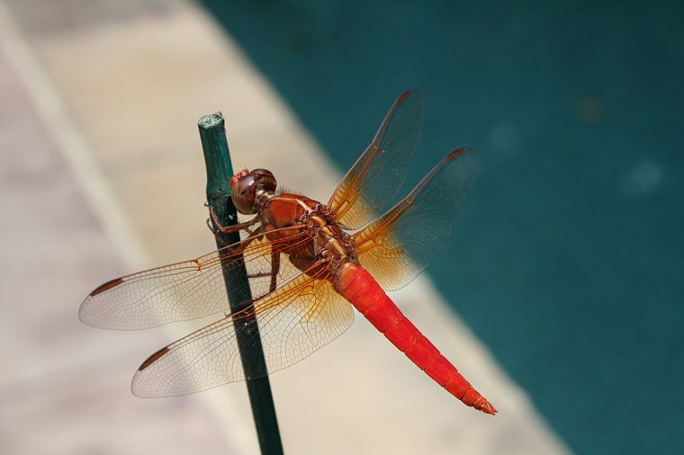 dragonflies - desktop wallpaper