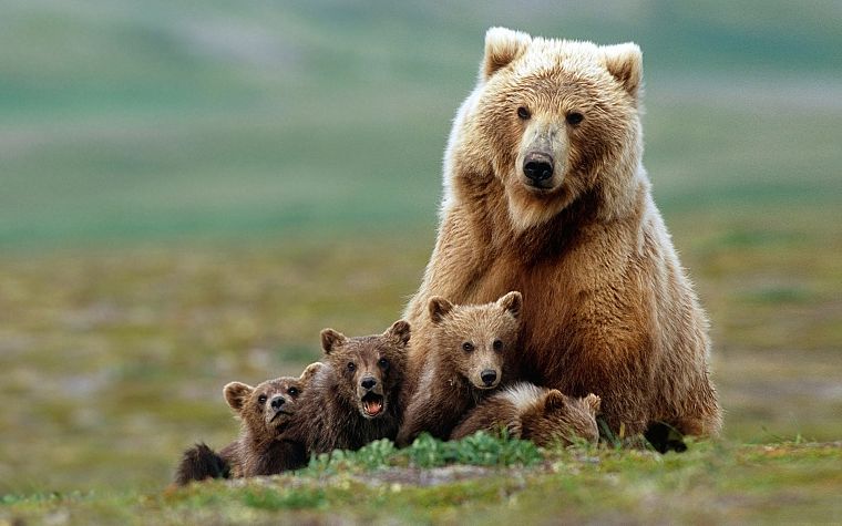 animals, bears, baby animals - desktop wallpaper