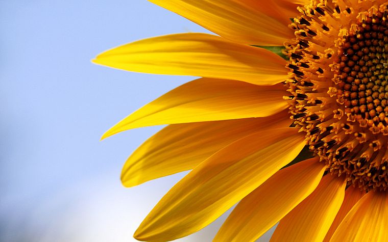 flowers, macro, sunflowers, yellow flowers - desktop wallpaper