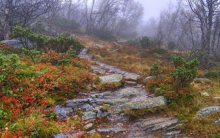 nature, forests, paths, mist, trail, HDR photography - desktop wallpaper