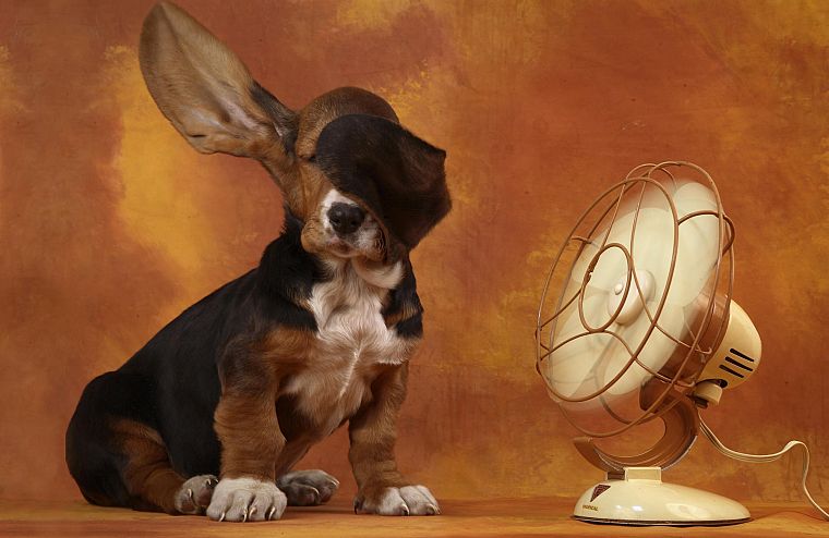 animals, dogs, funny, fans - desktop wallpaper