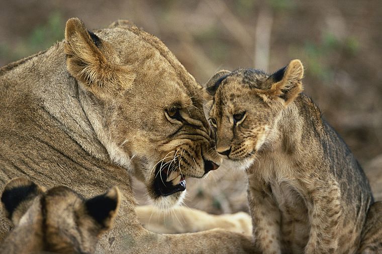 cubs, lions - desktop wallpaper