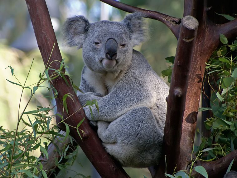 animals, koalas - desktop wallpaper