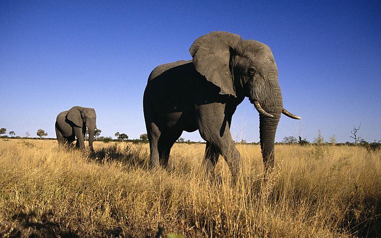 animals, elephants - desktop wallpaper