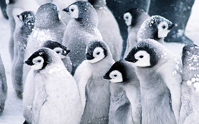 snow, birds, cold, penguins, arctic - desktop wallpaper