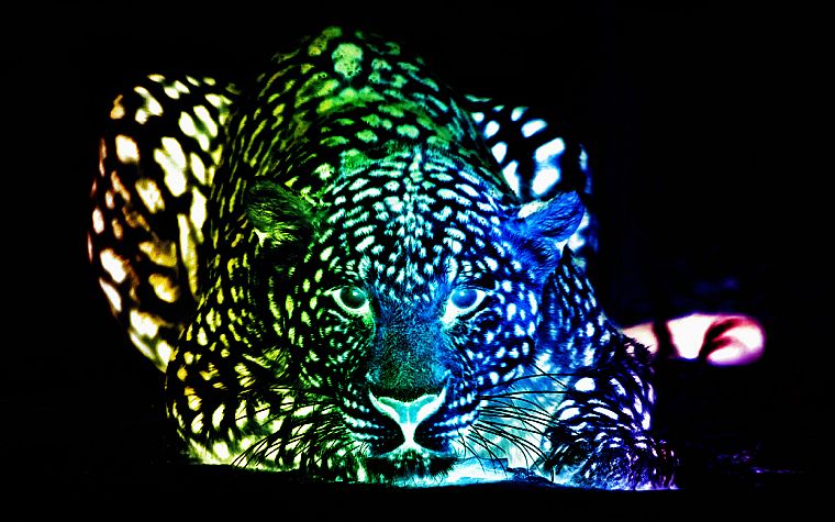 multicolor, leopards, colors - desktop wallpaper