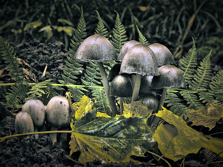 nature, mushrooms - desktop wallpaper