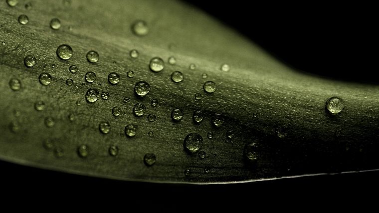 nature, grass, water drops, macro, black background - desktop wallpaper