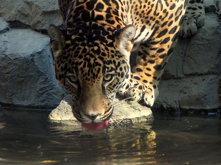 nature, animals, jaguars - desktop wallpaper