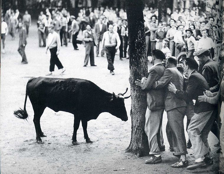 Spain, monochrome, bulls - desktop wallpaper
