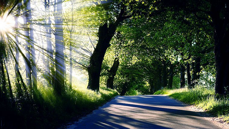 light, nature, trees, sunlight, roads - desktop wallpaper