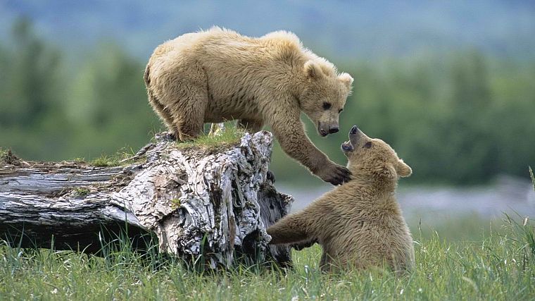 Alaska, grizzly bears, National Park, siblings - desktop wallpaper