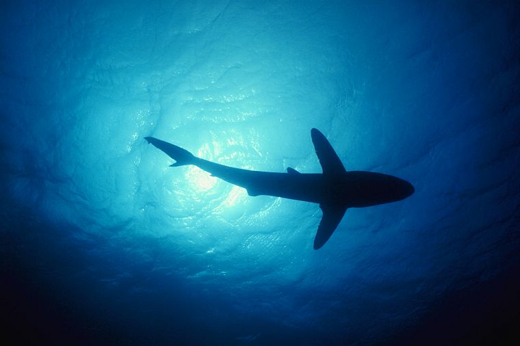 water, ocean, animals, fish, sharks, underwater - desktop wallpaper