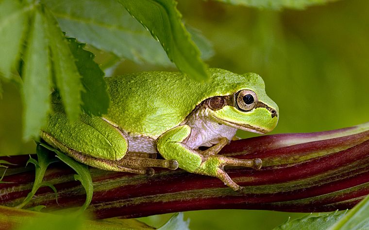 animals, leaves, frogs, macro, amphibians - desktop wallpaper