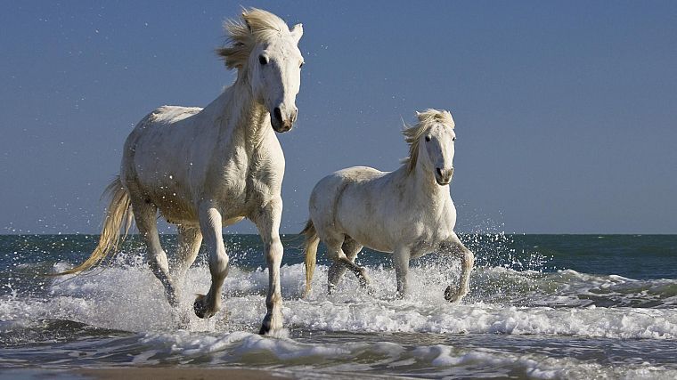 France, horses, running - desktop wallpaper