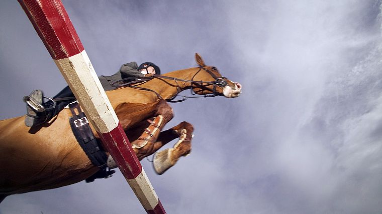 animals, horses, jumper, TV shows - desktop wallpaper