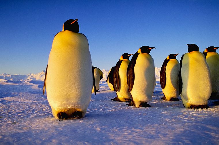 ice, penguins - desktop wallpaper